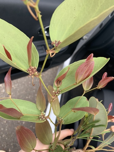 Cat saw briar (Smilax brasiliensis)
