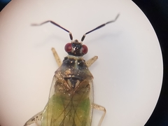 Dicyphus globulifer