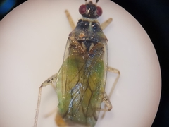 Dicyphus globulifer