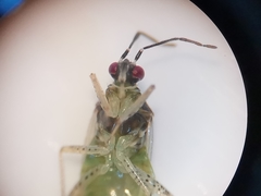 Dicyphus globulifer