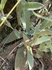 Helichrysum mixtum mixtum