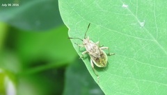 Stictopleurus minutus