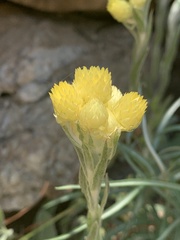 Helichrysum mixtum mixtum