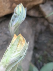 Helichrysum mixtum mixtum