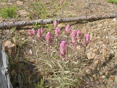Castilleja rubra