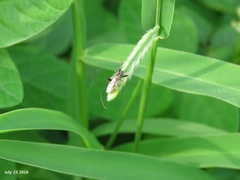 Pachygrontha antennata