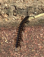 Chondromorpha xanthotricha