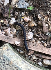 Chondromorpha xanthotricha