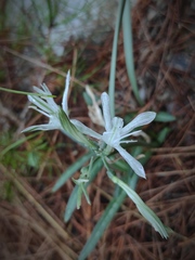 Vagaria parviflora