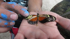 Heliconius hecale melicerta