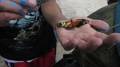 Heliconius hecale melicerta