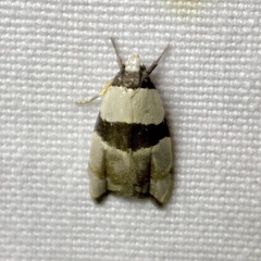 Zonopetala glauconephela