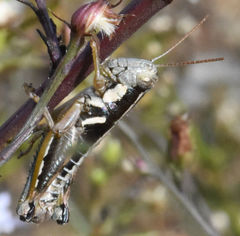 Paraidemona olsoni
