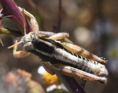 Paraidemona olsoni