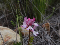 Indigofera brendae