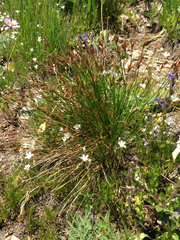 Juncus parryi