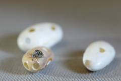 Acanthoscelides obtectus