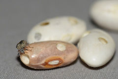 Acanthoscelides obtectus