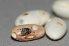 Acanthoscelides obtectus