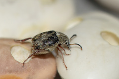 Acanthoscelides obtectus