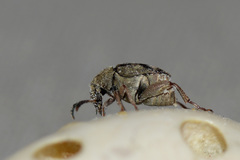 Acanthoscelides obtectus