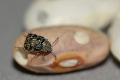 Acanthoscelides obtectus