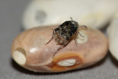 Acanthoscelides obtectus