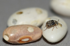 Acanthoscelides obtectus