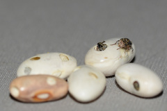 Acanthoscelides obtectus