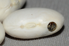 Acanthoscelides obtectus