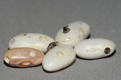 Acanthoscelides obtectus