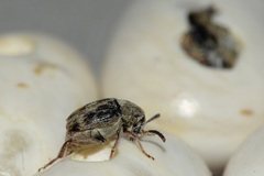 Acanthoscelides obtectus