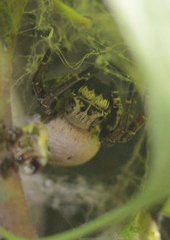 Stegodyphus tibialis