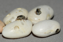 Acanthoscelides obtectus