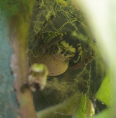 Stegodyphus tibialis