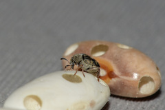 Acanthoscelides obtectus