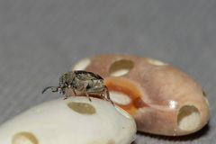 Acanthoscelides obtectus