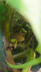 Stegodyphus tibialis