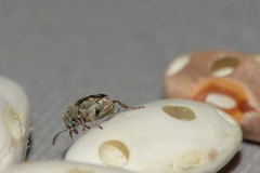 Acanthoscelides obtectus