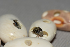 Acanthoscelides obtectus