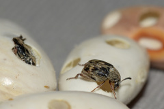 Acanthoscelides obtectus