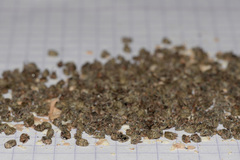 Acanthoscelides obtectus