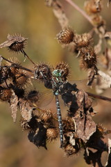Aeshna umbrosa umbrosa