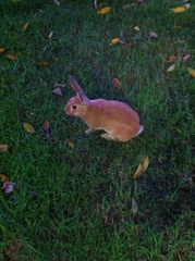 Sylvilagus audubonii