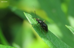 Deraeocoris ater