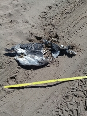 Spheniscus magellanicus