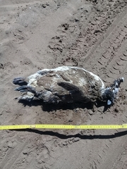 Spheniscus magellanicus