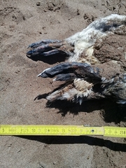 Spheniscus magellanicus