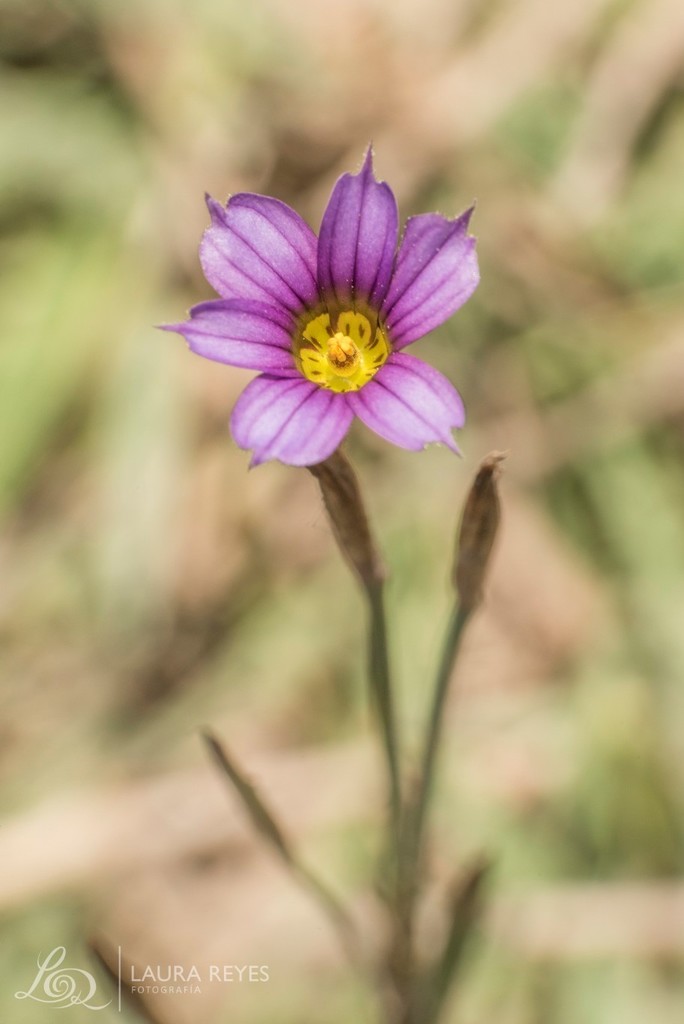 Sisyrinchium platense