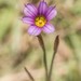 Sisyrinchium platense - Photo (c) laura-_-, some rights reserved (CC BY-NC), uploaded by laura-_-